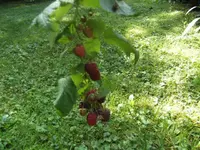BILD5754.webp