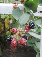 P9150315.webp