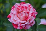 DSC_4155.jpg