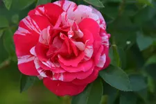 DSC_4156.webp