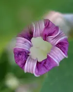 blmnMakro (32).webp