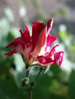 blmnMakro (31).webp
