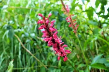 DSCF7395 (2).webp