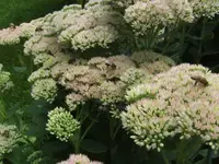 BILD5772.webp