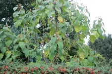 IMG_2138.webp