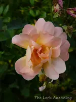 P1130016.webp