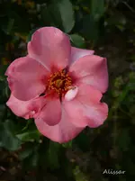 P1130018.webp