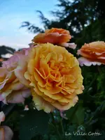 P1130027.webp