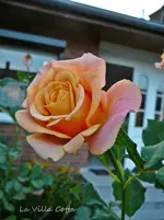 P1130032.webp