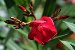 DSC_5201.jpg
