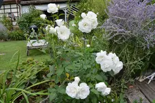 2016-09-17 Schneewittchen.webp