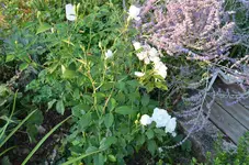 2019-09-11 Schneewittchen.webp