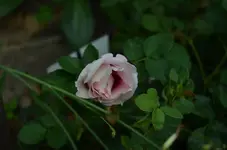 2016-09-17 Eyes for you Blüte.JPG