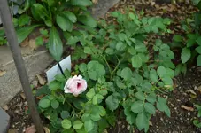 2016-09-17 Eyes for you gesamt.webp