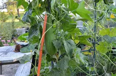 2016-09-11 Luffa1.webp