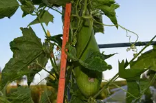 2016-09-11 Luffa2.webp