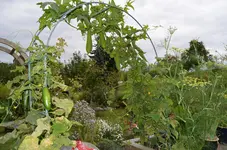 2016-09-17 Luffabogen.webp