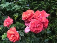 BILD5790.webp