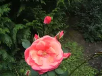 BILD5763.webp