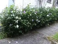 BILD5789.webp