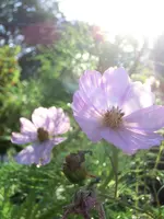 CIMG3306.webp