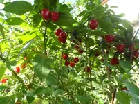 Baumchili15.webp