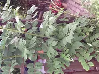 image.webp