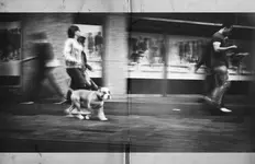 doggi.webp