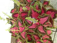 image.webp