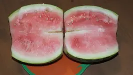 DSCF8243.webp