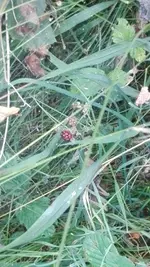 brombeere.webp
