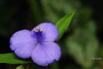 _Dreimasterblume.jpg
