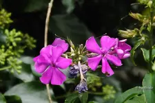 _verbluehender Phlox.jpg