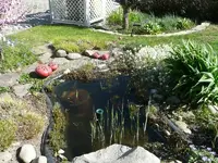 Teich2.webp