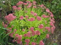 006.webp