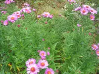 009.webp