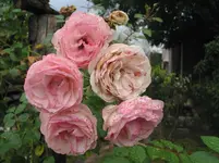 012.webp