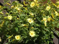 Sonnenblume.webp
