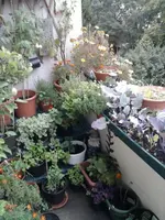 Balkon September.webp
