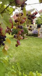 IMG-20160916-WA0001.webp