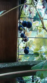 IMG-20160916-WA0002.webp