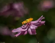 IMG_7030.jpg