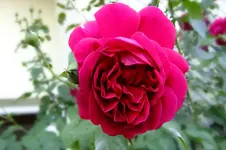 2016_0916sept160003.webp