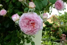 DSCF1752.webp