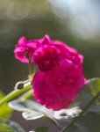 IMG_7081-2.jpg