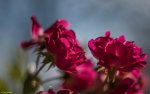 IMG_7101.jpg