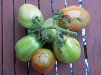 P9200315.webp