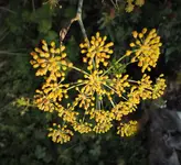 DSCF7462 (3).webp