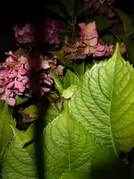 P1240001.webp