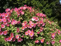 BILD5866.webp